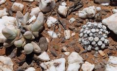 Conophytum piluliforme piluliforme