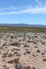 Conophytum piluliforme piluliforme