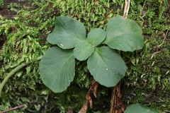Chrysosplenium pilosum