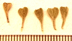 Pentzia dentata