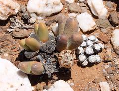 Conophytum piluliforme piluliforme