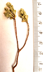 Pentzia dentata