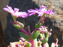 Ruschia cradockensis