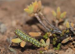 Trichodiadema attonsum