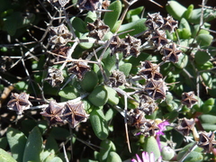 Ruschia cradockensis