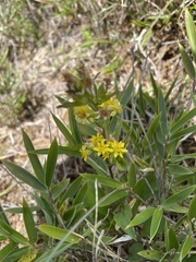 Solidago