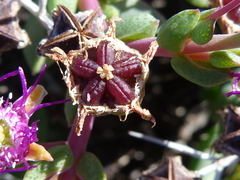 Ruschia cradockensis