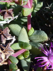 Ruschia cradockensis