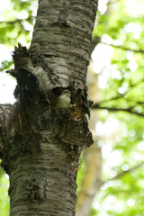 Muscicapa striata striata