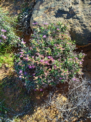 Ruschia cradockensis