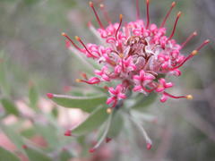 Leucospermum wittebergense