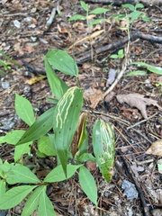 Dichanthelium boscii