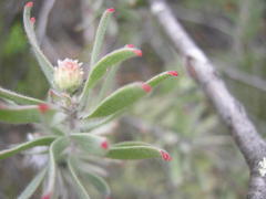Leucospermum wittebergense