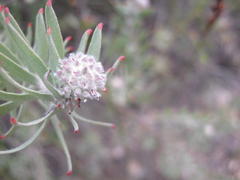 Leucospermum wittebergense