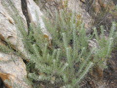 Leucospermum wittebergense