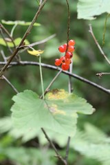 Ribes mandshuricum