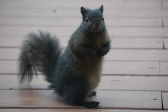 Sciurus carolinensis