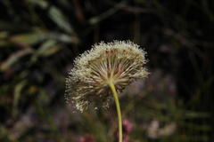 Hermas ciliata