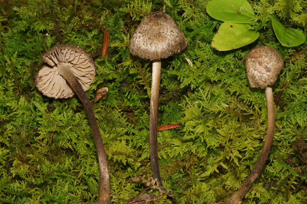Entoloma nodosporum