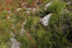 Hermas ciliata
