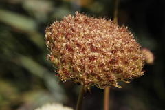 Hermas ciliata