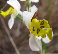 Disa flexuosa