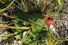 Hermas ciliata