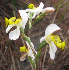 Disa flexuosa