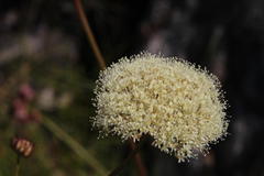 Hermas ciliata