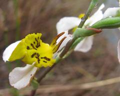 Disa flexuosa