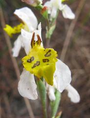 Disa flexuosa