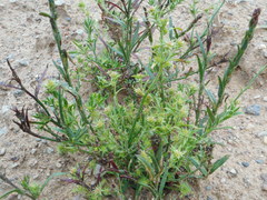 Corispermum hyssopifolium