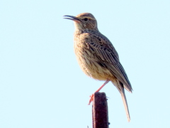 Certhilauda curvirostris brevirostris