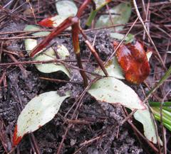 Disa flexuosa