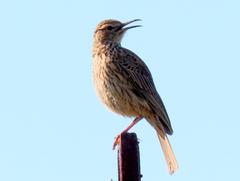 Certhilauda curvirostris brevirostris