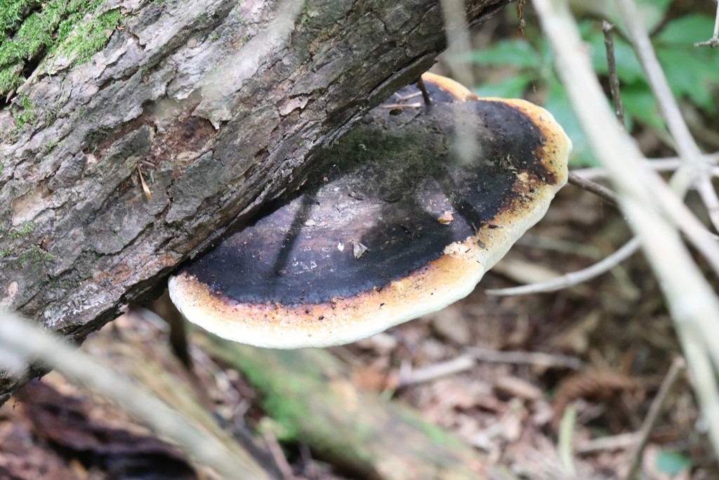Fomitopsis pinicola · August 2021 · photo: © ninacourlee (iNaturalist, cc-by)