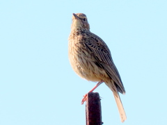 Certhilauda curvirostris brevirostris
