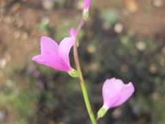 Heliophila juncea