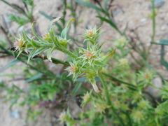 Corispermum hyssopifolium