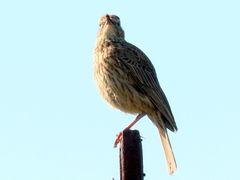 Certhilauda curvirostris brevirostris