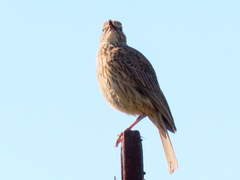 Certhilauda curvirostris brevirostris