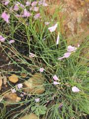 Heliophila juncea