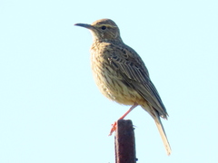 Certhilauda curvirostris brevirostris