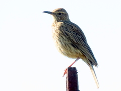 Certhilauda curvirostris brevirostris