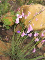 Heliophila juncea