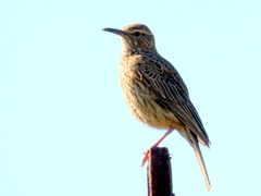 Certhilauda curvirostris brevirostris