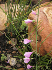 Heliophila juncea