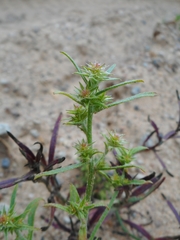 Corispermum hyssopifolium