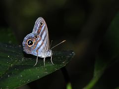 Chloreuptychia hewitsonii