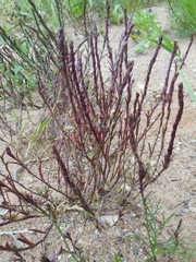 Corispermum hyssopifolium